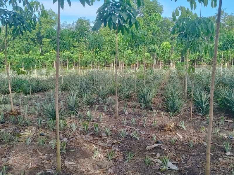 Mahasiswa Observasi Perkebunan Nanas Milik Ibu Karnila di Desa Tanjung Batu Seberang