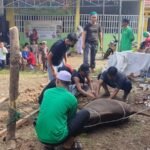 Dipimpin Langsung Ketua Yayasan, Kekompakan Panitia Kurban Kauny Insanul Quran Palembang Tuai Apresiasi Warga