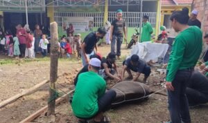 Dipimpin Langsung Ketua Yayasan, Kekompakan Panitia Kurban Kauny Insanul Quran Palembang Tuai Apresiasi Warga